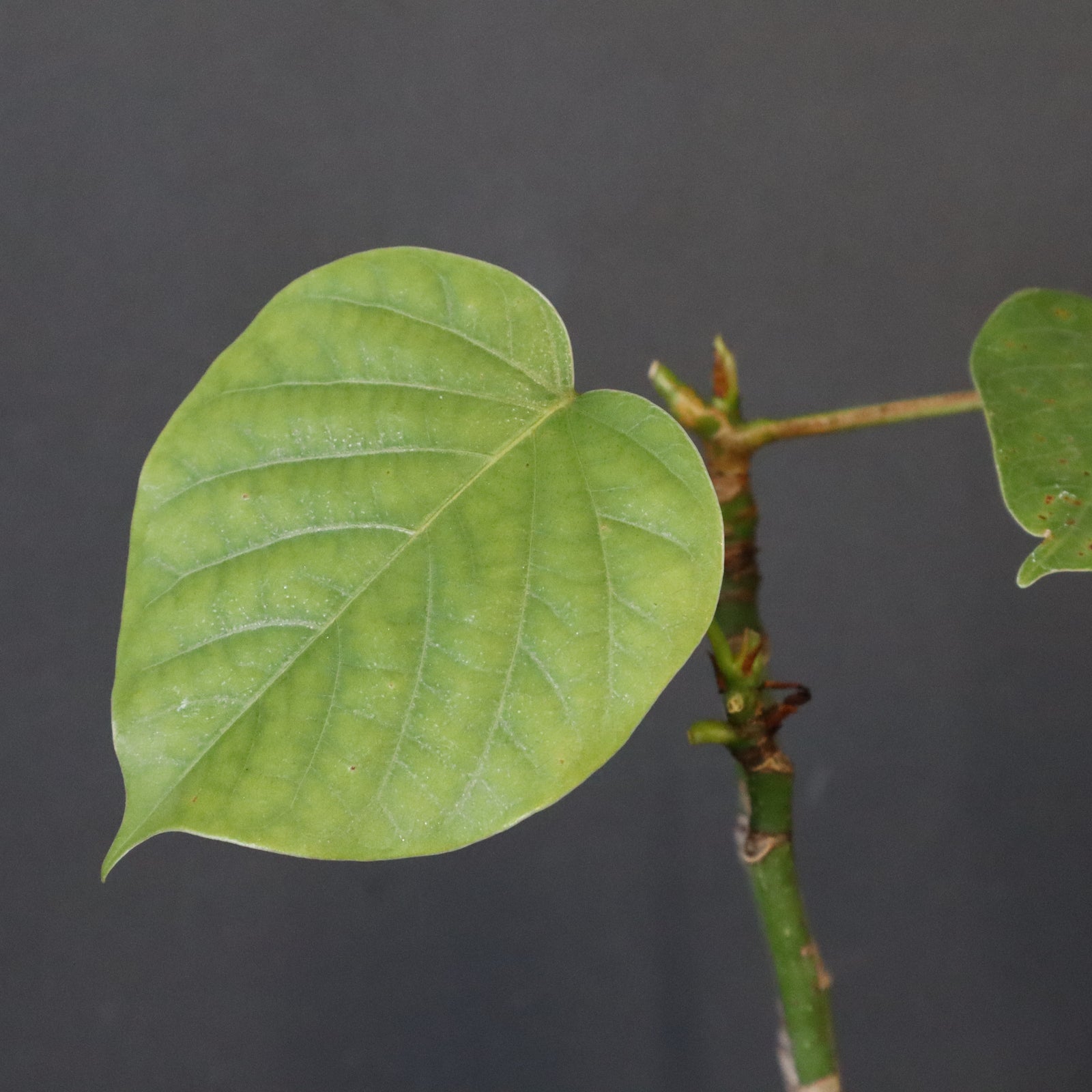 プセウド ボンバックス （実生）EC1209 – TaiShoDo ONLINE SHOP