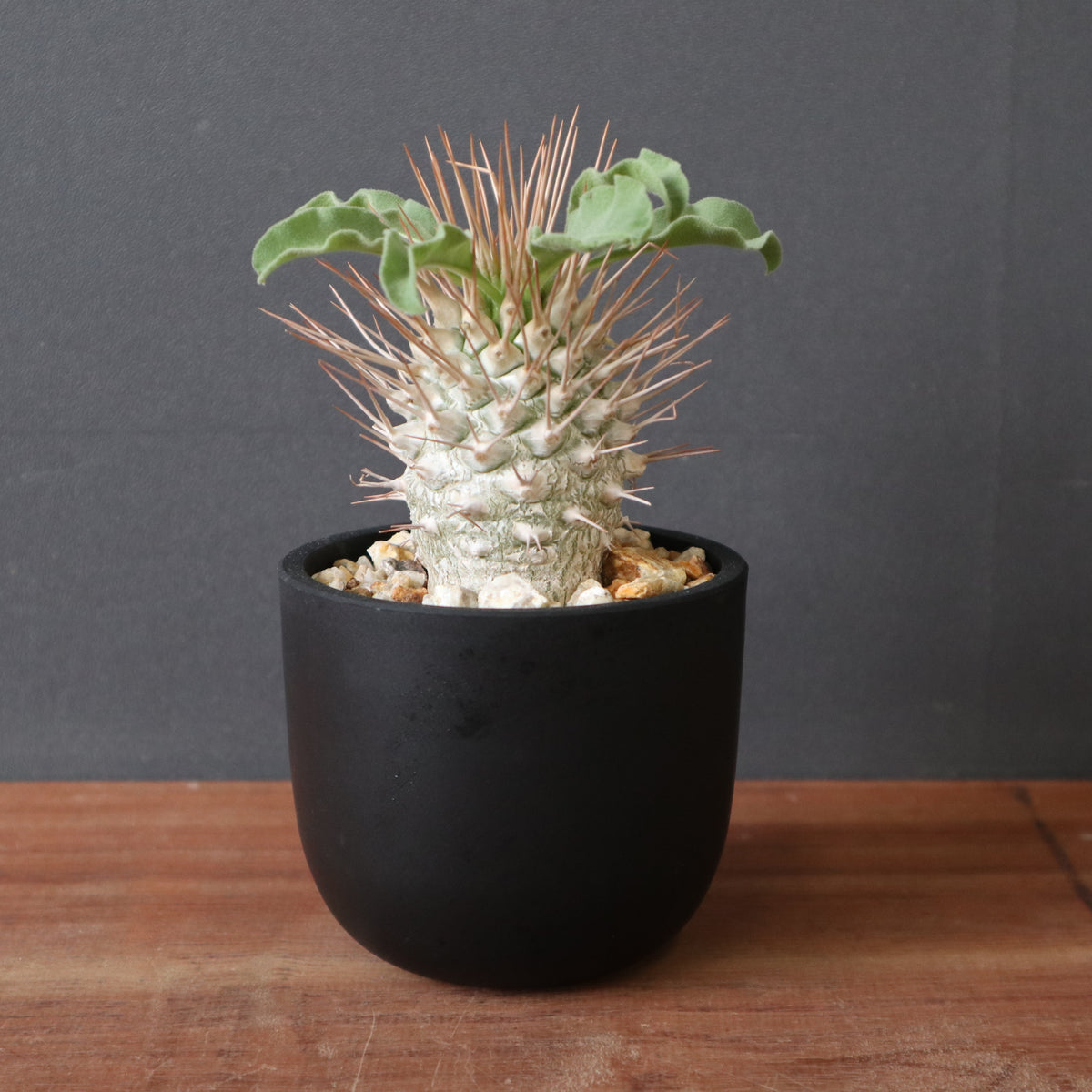 TaiShoDo ONLINE SHOP 塊根植物 多肉植物通販