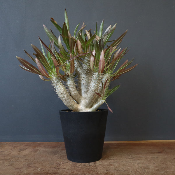 P.イノピナツム (実生) 01