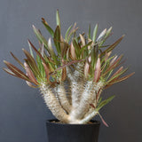 P.イノピナツム (実生) 01