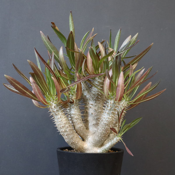 P.イノピナツム (実生) 01