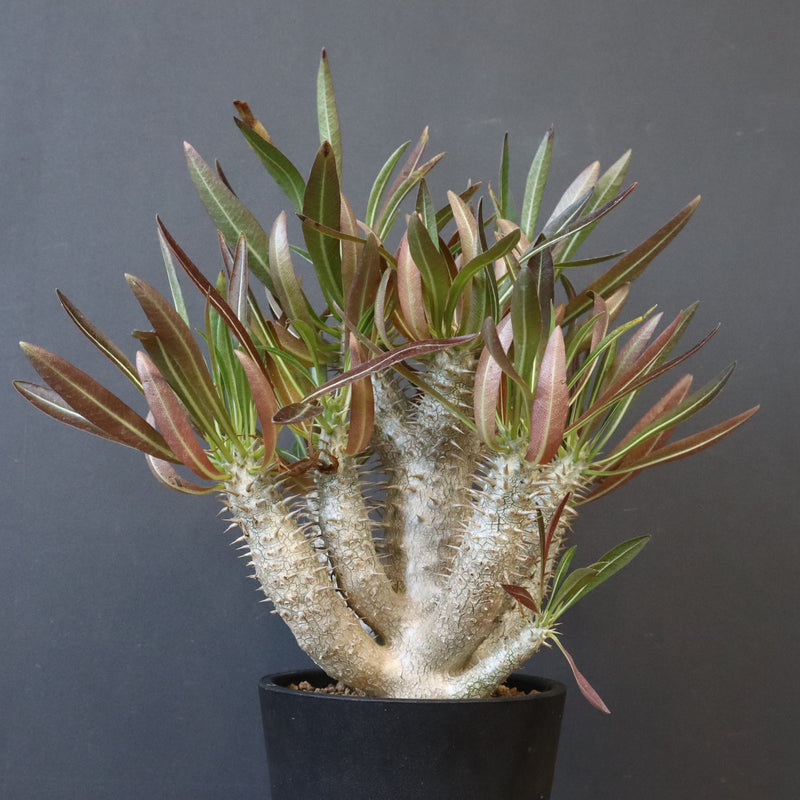 P.イノピナツム (実生) 01