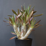 P.イノピナツム (実生) 01