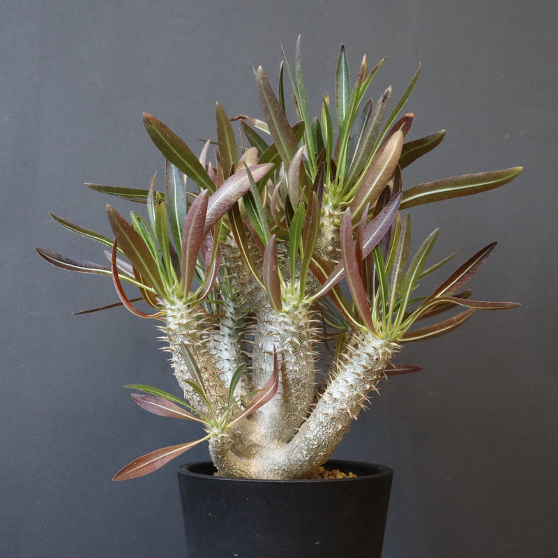 P.イノピナツム (実生) 01