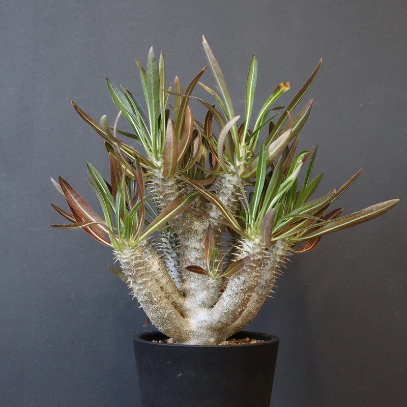 P.イノピナツム (実生) 01