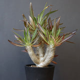 P.イノピナツム (実生) 01