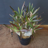 P.イノピナツム (実生) 01