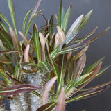 P.イノピナツム (実生) 01