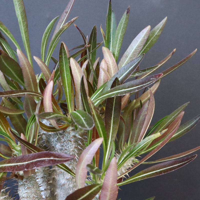 P.イノピナツム (実生) 01