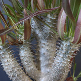 P.イノピナツム (実生) 01