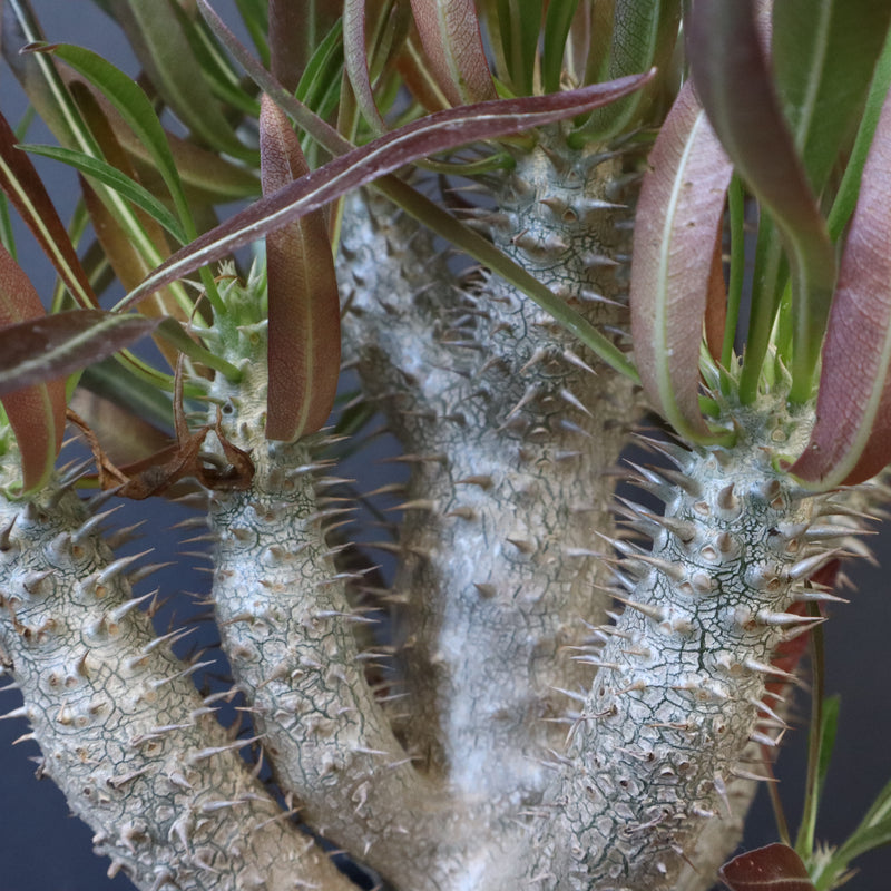 P.イノピナツム (実生) 01