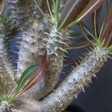 P.イノピナツム (実生) 01