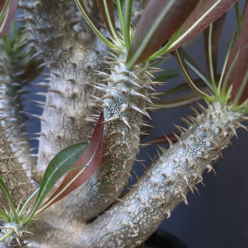 P.イノピナツム (実生) 01