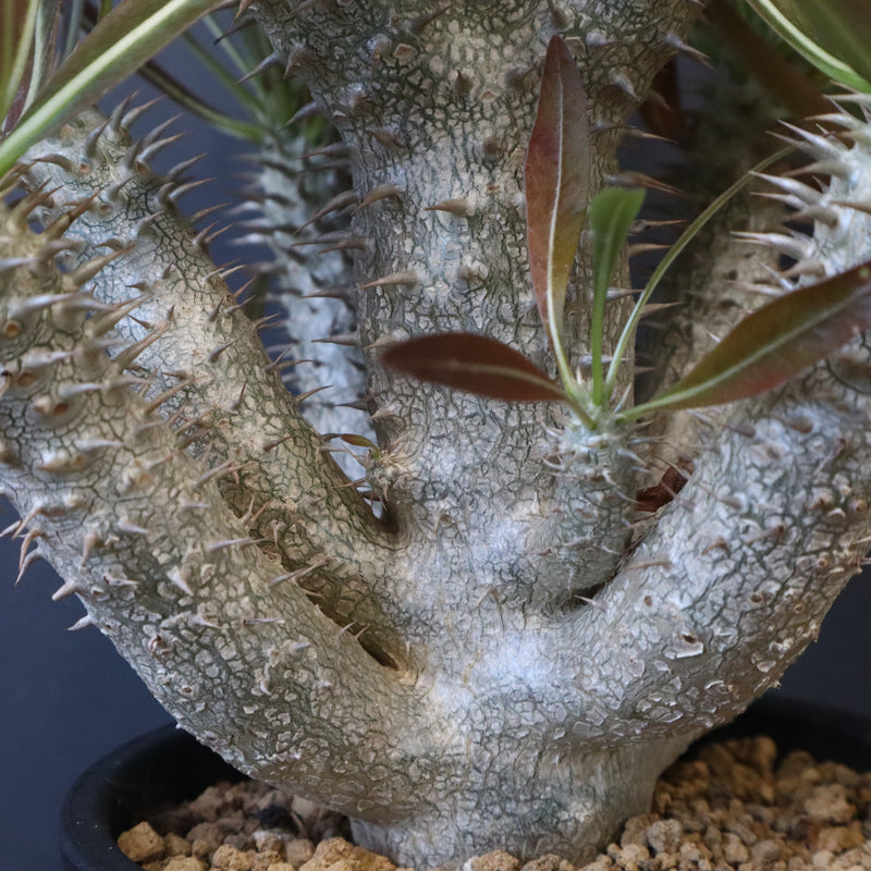 P.イノピナツム (実生) 01