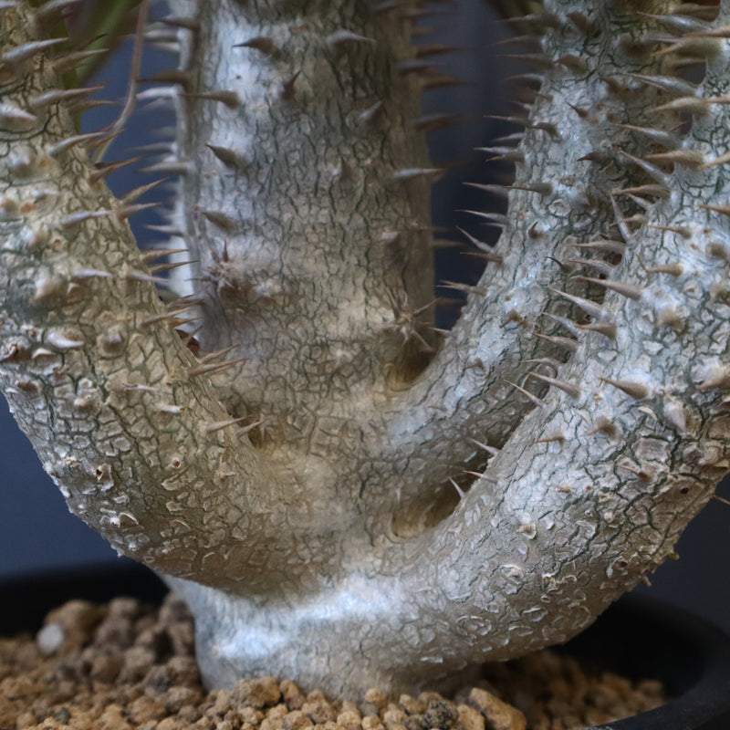 P.イノピナツム (実生) 01