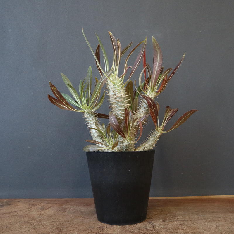 P.イノピナツム (実生) 02