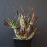 P.イノピナツム (実生) 02