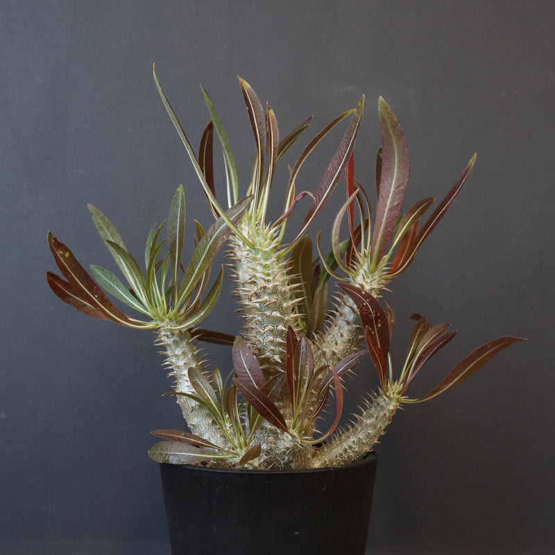 P.イノピナツム (実生) 02