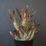 P.イノピナツム (実生) 02