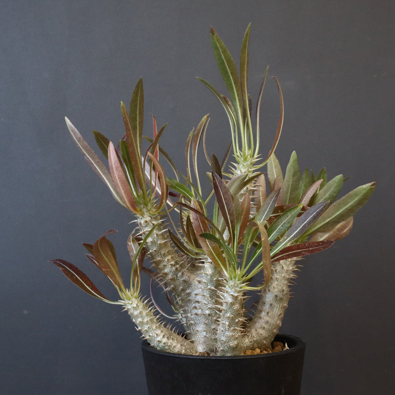 P.イノピナツム (実生) 02