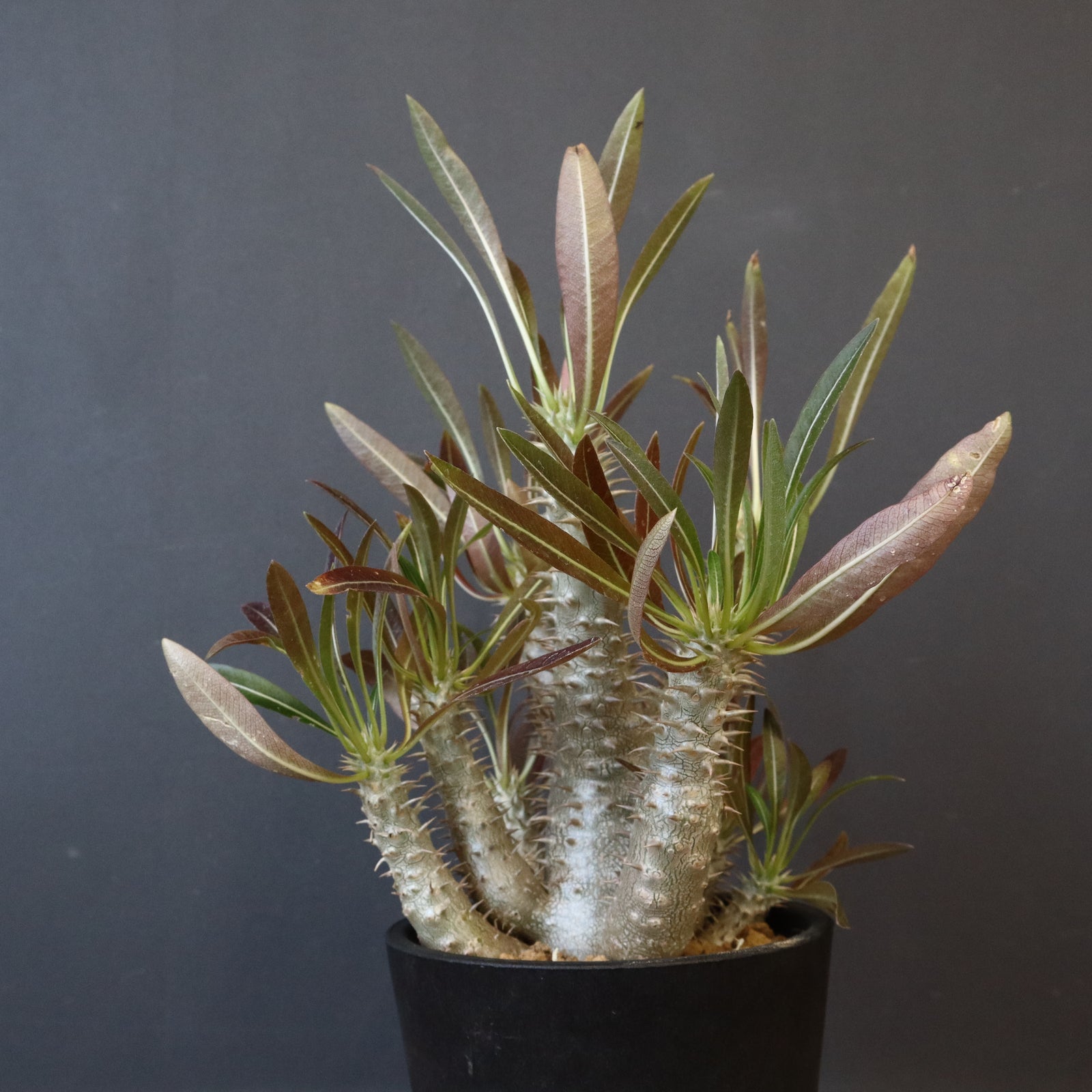 P.イノピナツム (実生) 02 – TaiShoDo ONLINE SHOP