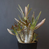 P.イノピナツム (実生) 02