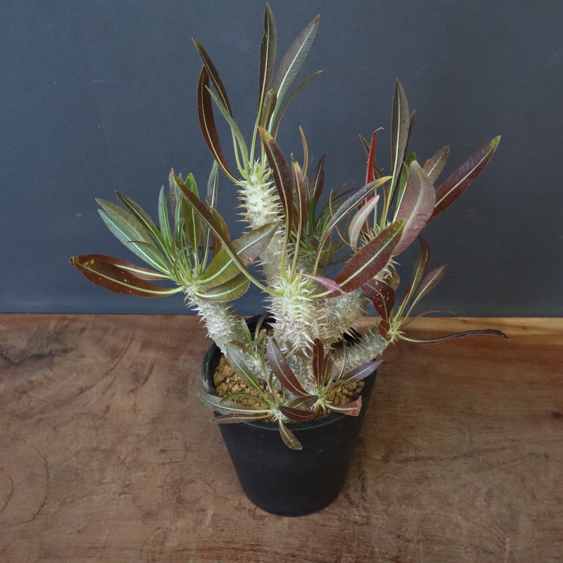 P.イノピナツム (実生) 02