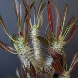 P.イノピナツム (実生) 02