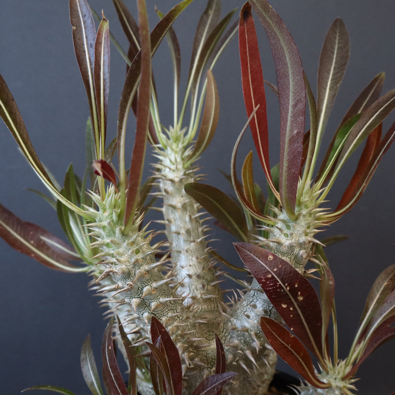 P.イノピナツム (実生) 02