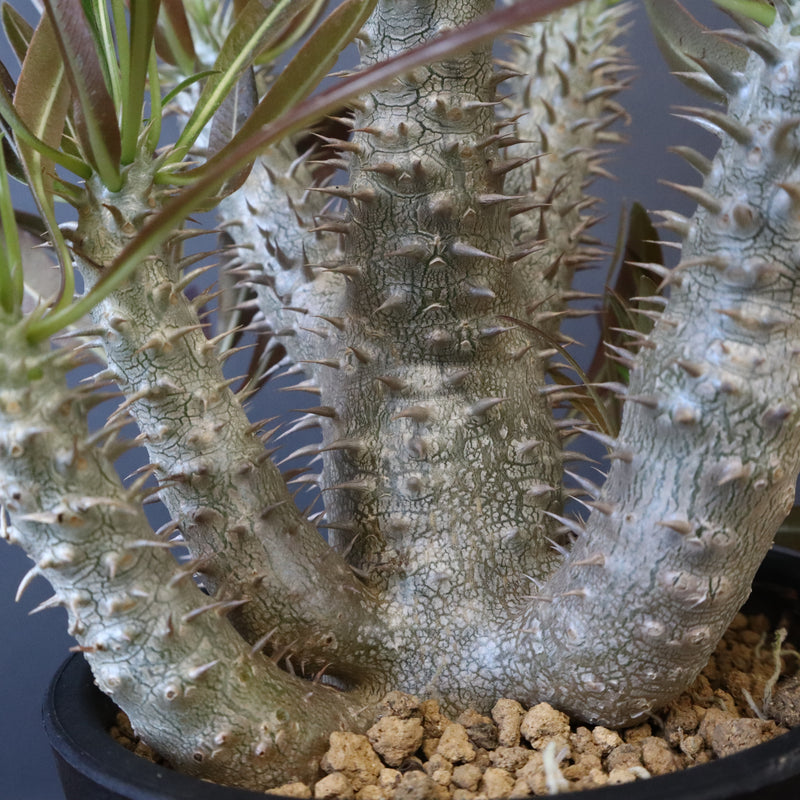 P.イノピナツム (実生) 02