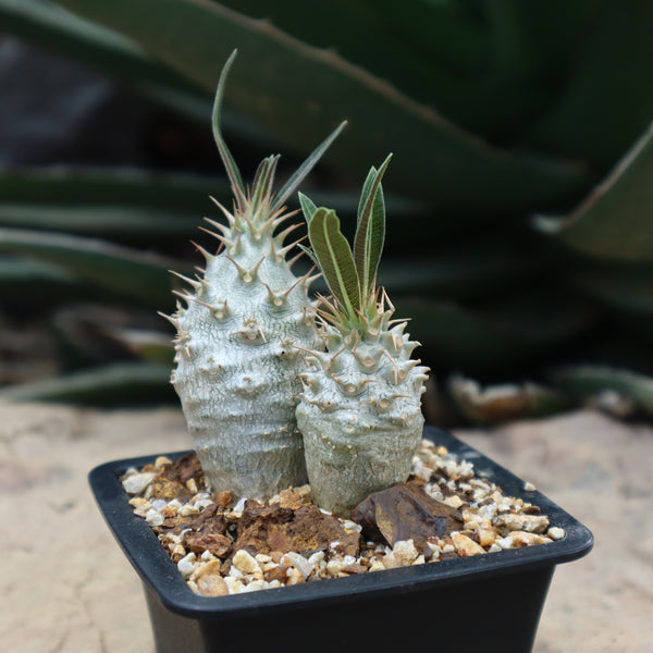 TaiShoDo ONLINE SHOP 塊根植物 多肉植物通販 TaiShoDo ONLINE SHOP 塊根植物 多肉植物通販