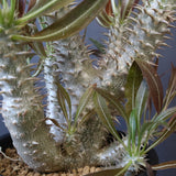 P.イノピナツム (実生) 02