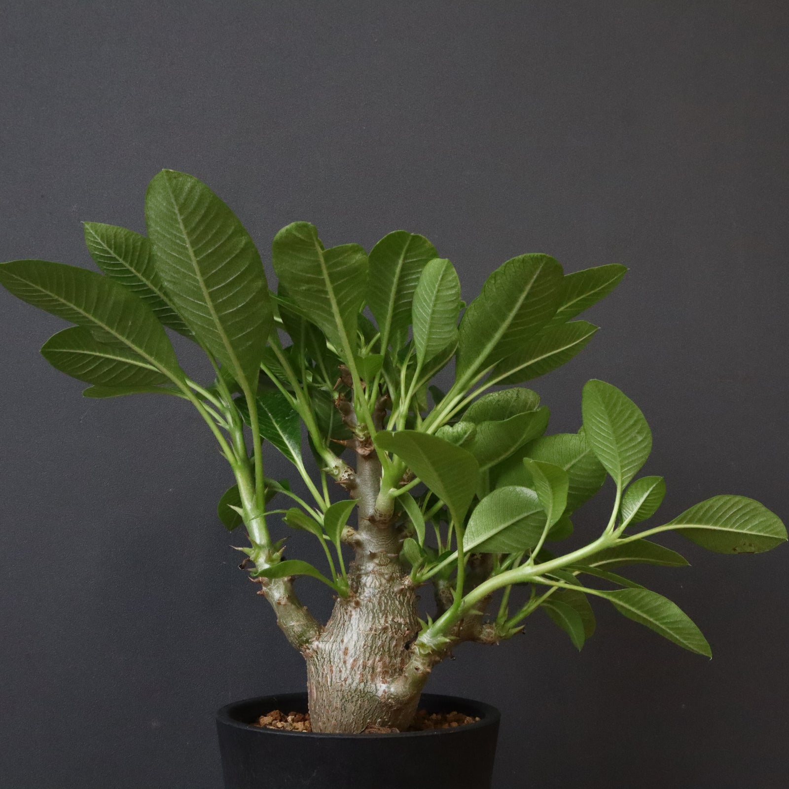 P.ウィンゾリー (実生) 78 – TaiShoDo ONLINE SHOP