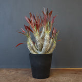 P.イノピナツム (実生) 04