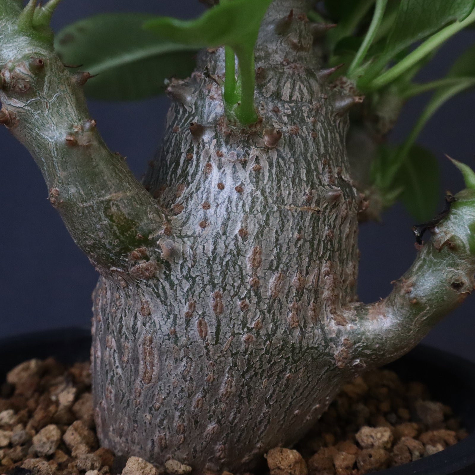 P.ウィンゾリー (実生) 78 – TaiShoDo ONLINE SHOP