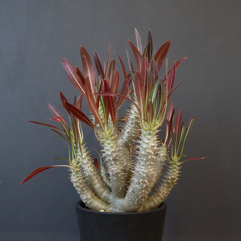 P.イノピナツム (実生) 04