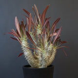 P.イノピナツム (実生) 04