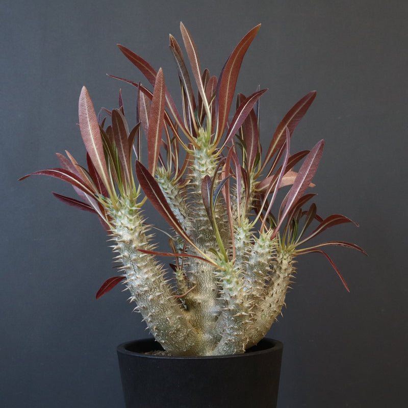 P.イノピナツム (実生) 04