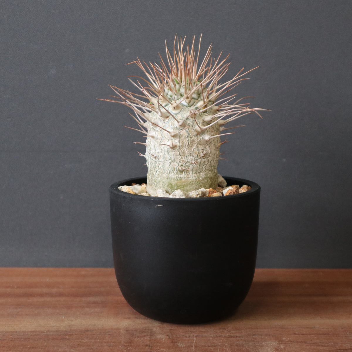 TaiShoDo ONLINE SHOP 塊根植物 多肉植物通販