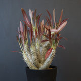 P.イノピナツム (実生) 04