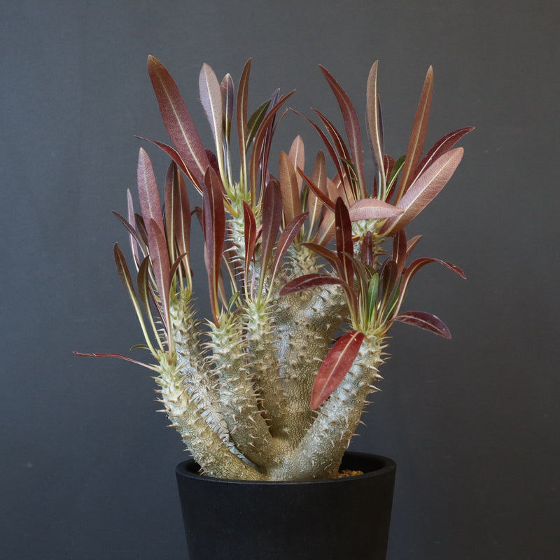 P.イノピナツム (実生) 04