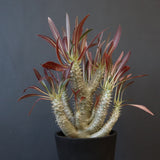 P.イノピナツム (実生) 04