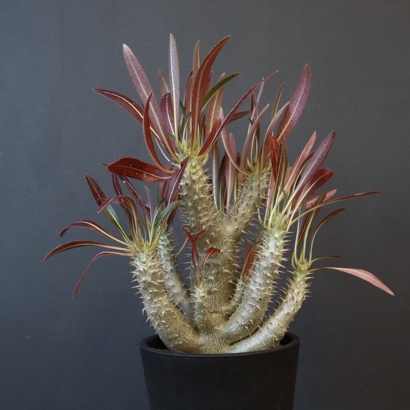 P.イノピナツム (実生) 04