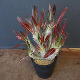 P.イノピナツム (実生) 04