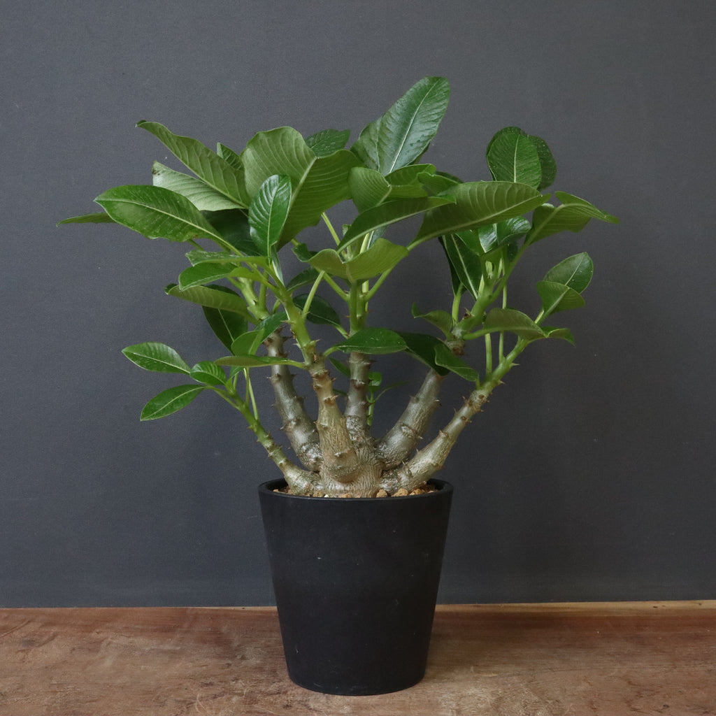 ウィンゾリー　実生 P.ウィンゾリー (実生) 79 – TaiShoDo ONLINE SHOP