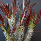 P.イノピナツム (実生) 04