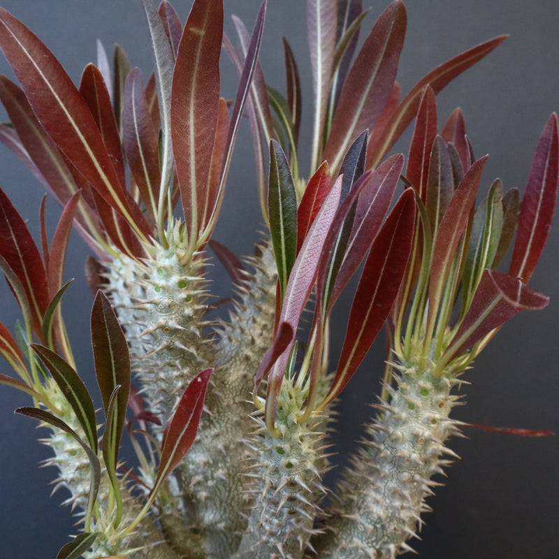 P.イノピナツム (実生) 04