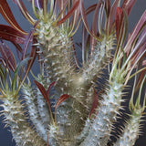 P.イノピナツム (実生) 04