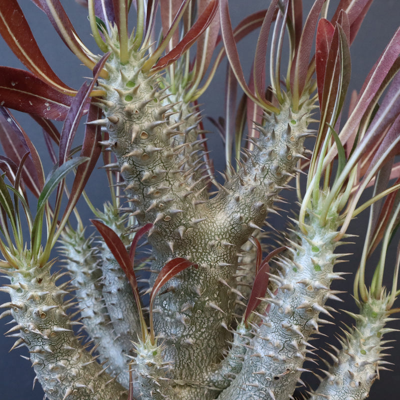 P.イノピナツム (実生) 04