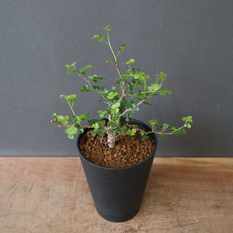 C.シヌアタ（実生） EC2601 – TaiShoDo ONLINE SHOP